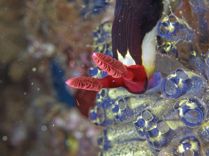 Nudibranch, Alma Jane